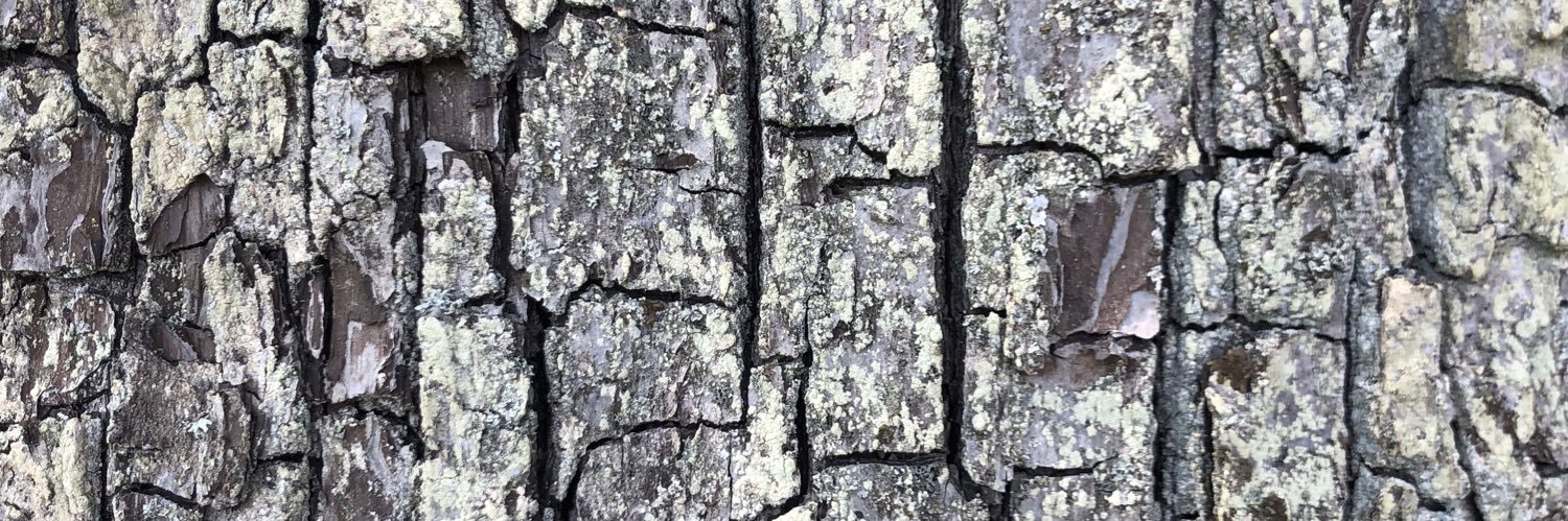 niedkind's profile banner image