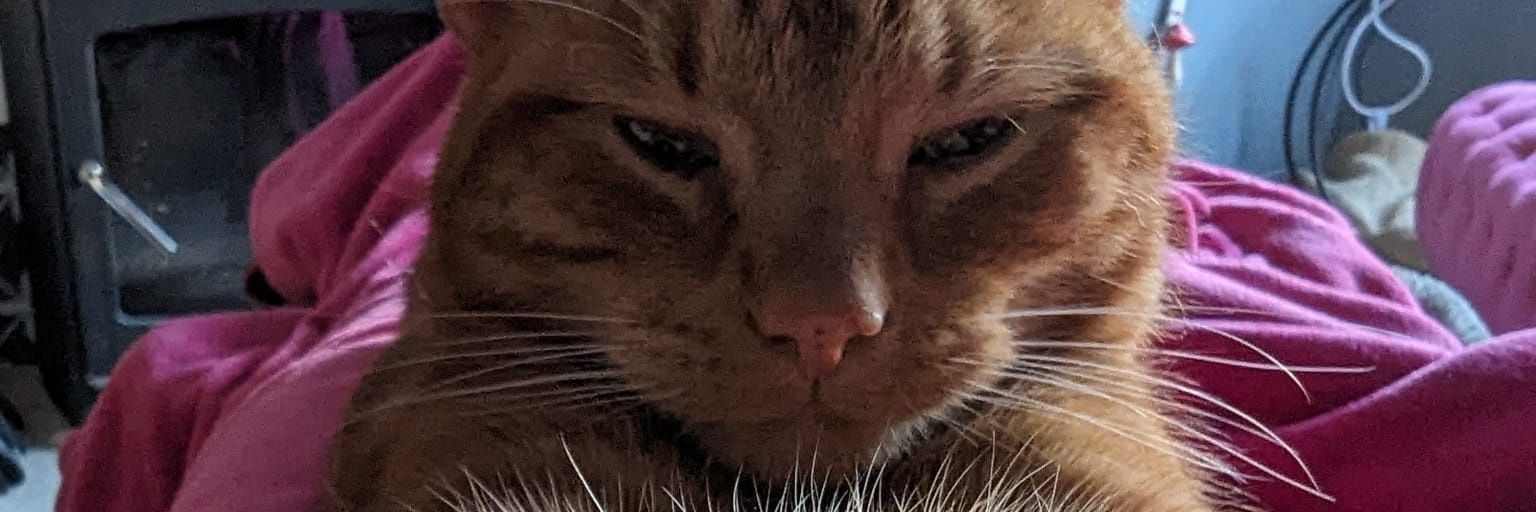 MiMiMoose scone/gone ⚡ banner