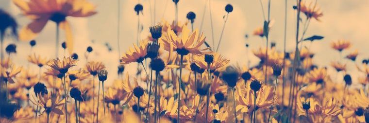 Leon_aptos's profile banner image