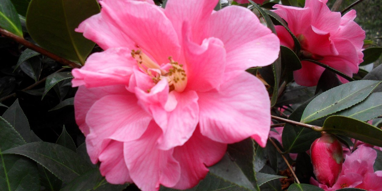 FoweyBarbara's profile banner image