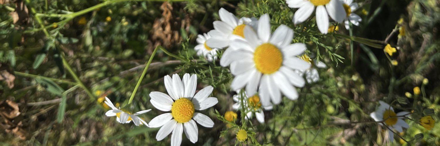 sahinesenn's profile banner image