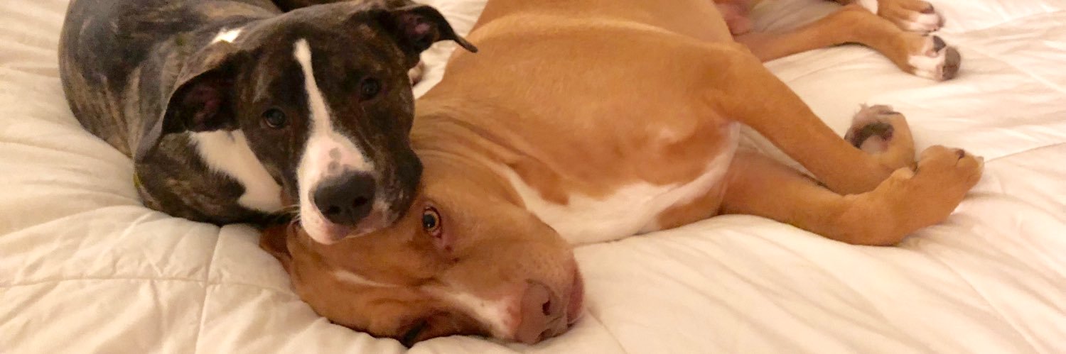 David Belanger banner