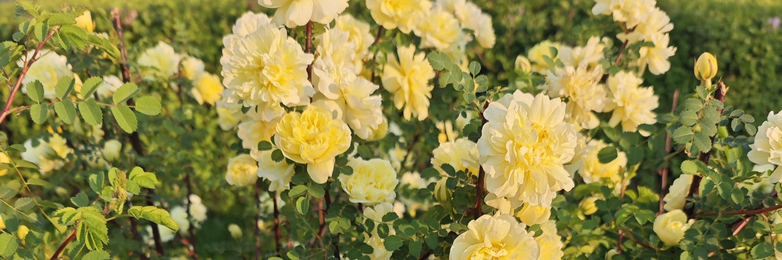 来save尖尖吧 banner