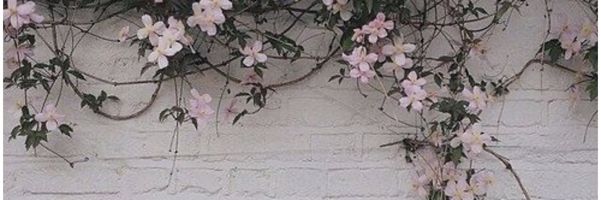 jusslea's profile banner image