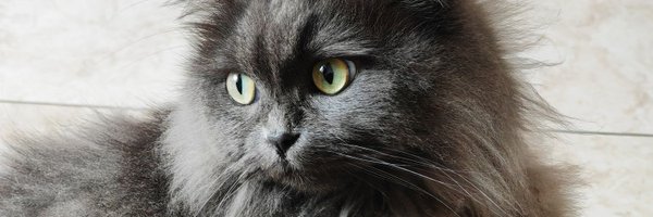 HewayneA Profile Banner