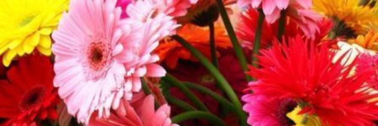 isamarprieto's profile banner image