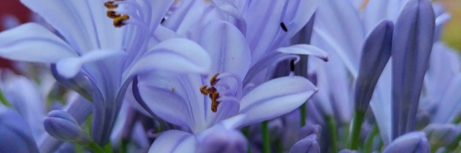 sene_02's profile banner image