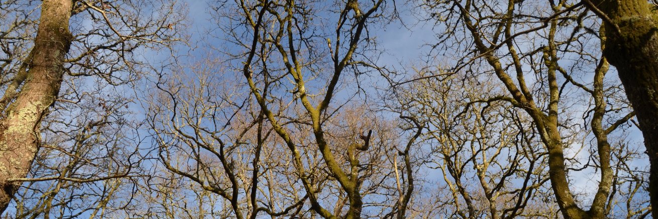 Ismael Said Criado banner