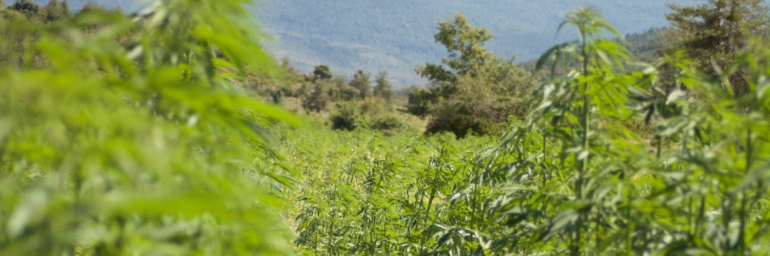 Capitán Ganjah banner