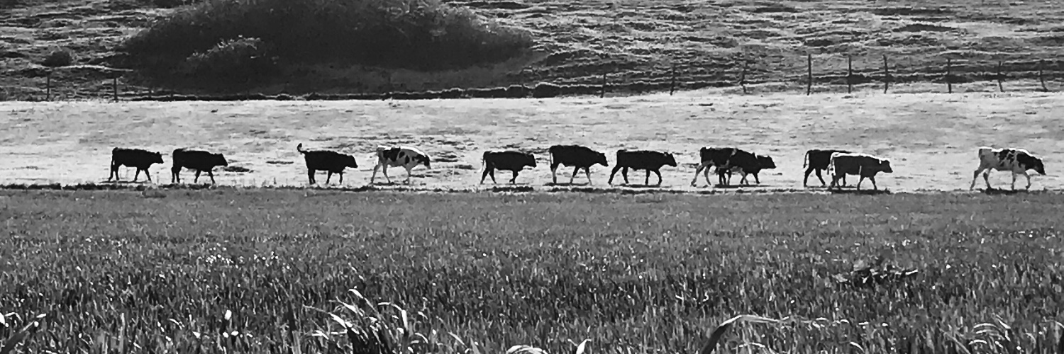 Andrew Wasley banner