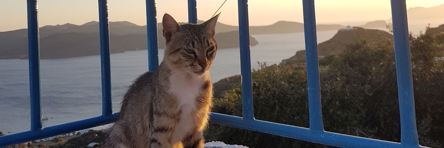 Failican's profile banner image