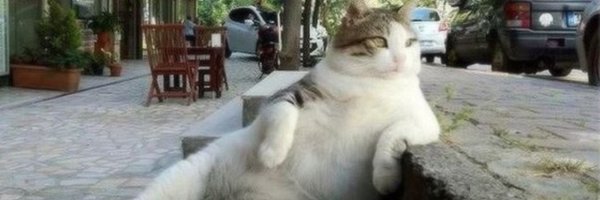 literallymecats Profile Banner