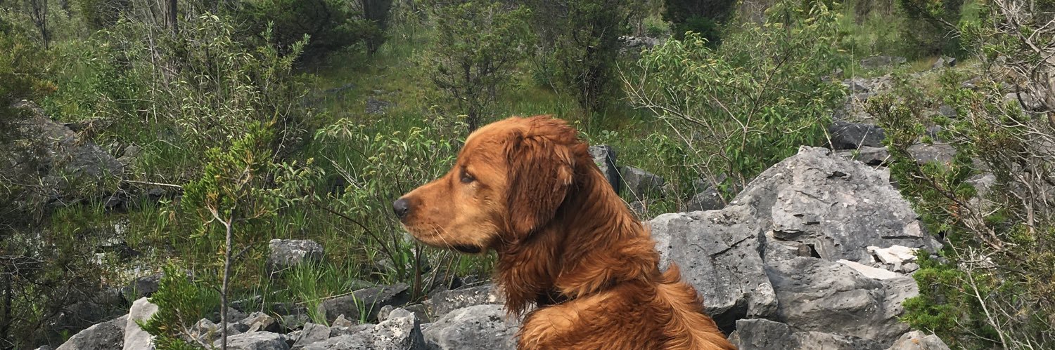 Michael Davis banner