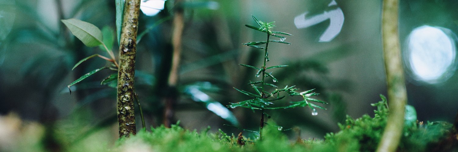 atFOREST3's profile banner image