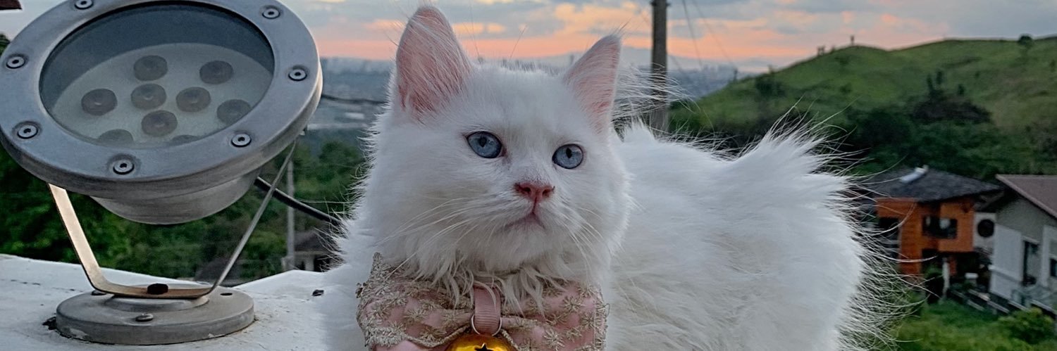 kittyCairi's profile banner image