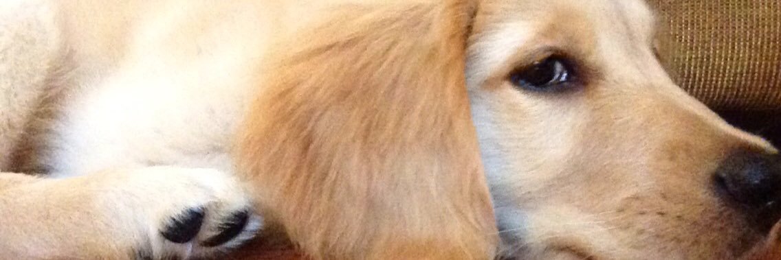 Shane Sherlund banner