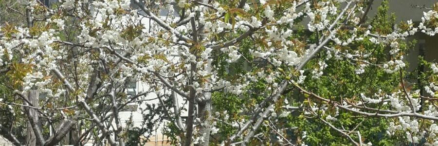 LutfiyeKoroglu's profile banner image