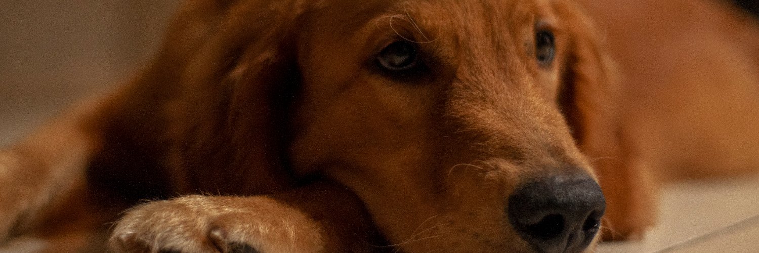donlizzarazo's profile banner image
