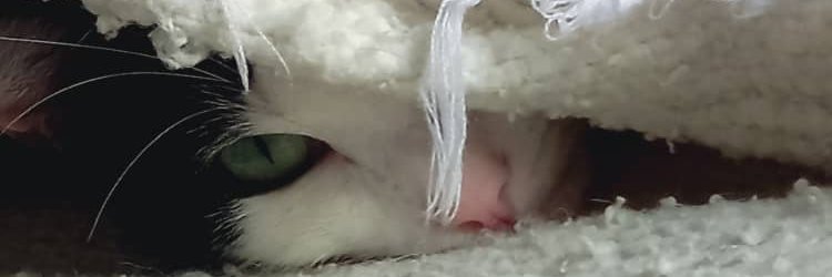CorinaP14's profile banner image