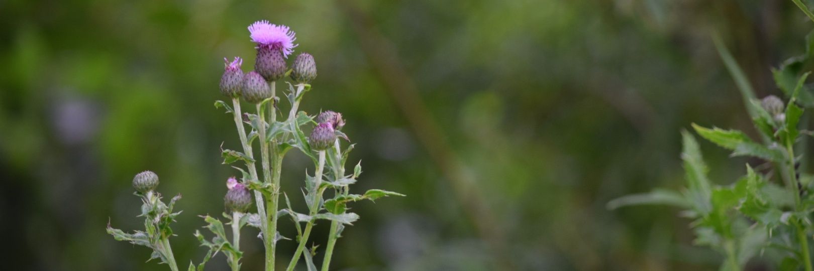 DO_Scotland's profile banner image