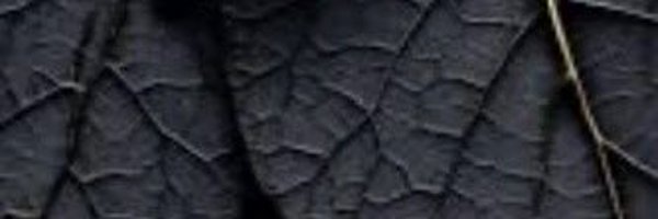 Ha2121i Profile Banner