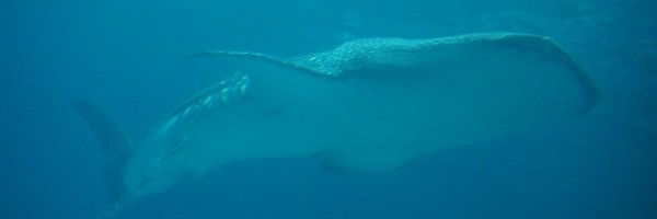 Hypnos_MD Profile Banner