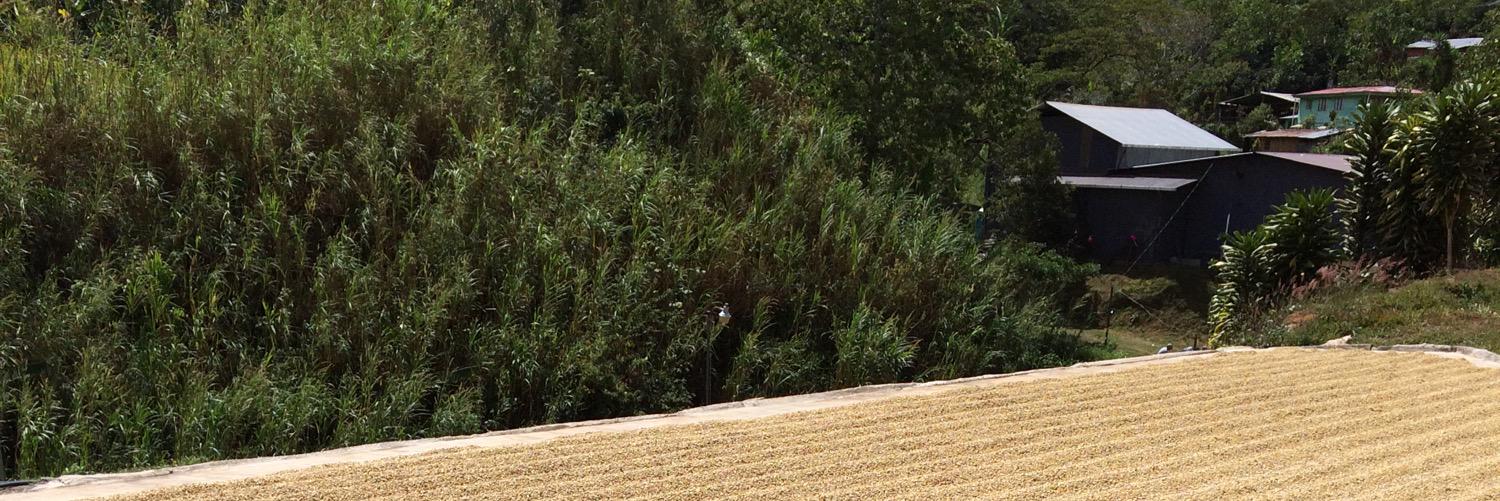 Alex Lundy banner