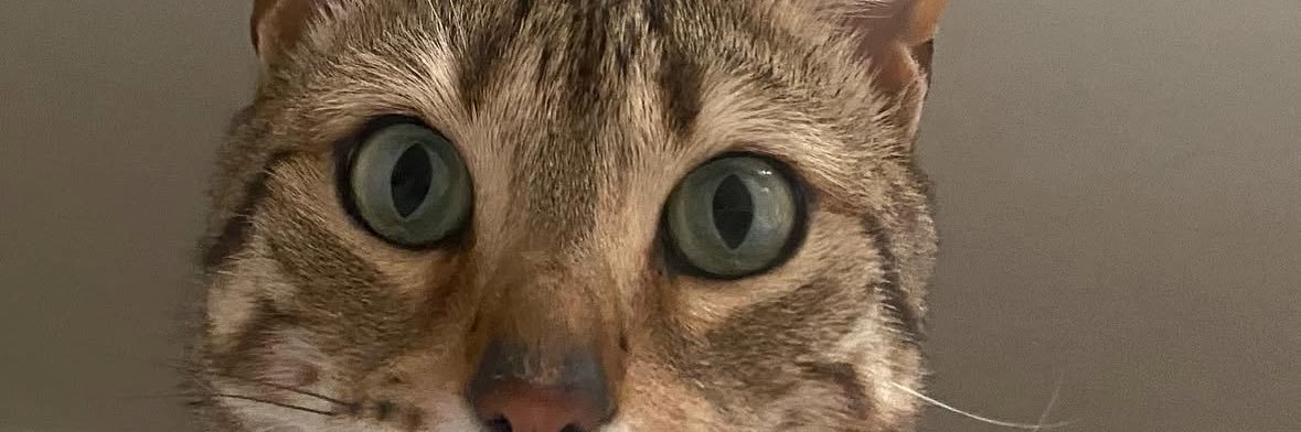 eeecres's profile banner image