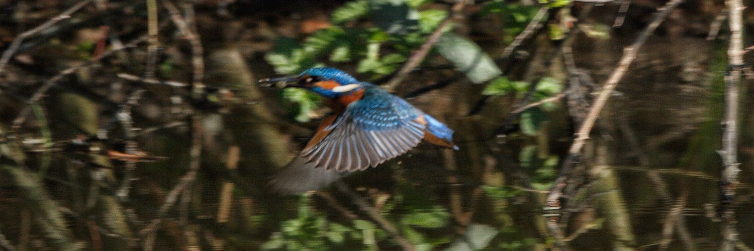 Vrouwtje theelepel banner