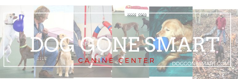 DogGoneSmart's profile banner image