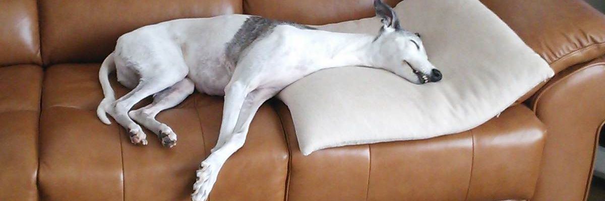 athinfrog's profile banner image