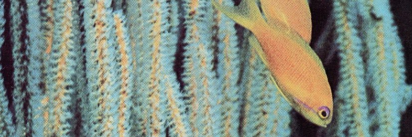 SooExtra's profile banner image