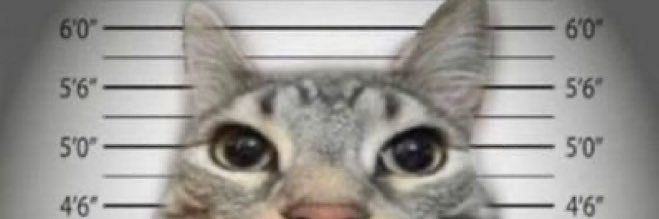 daxy banner