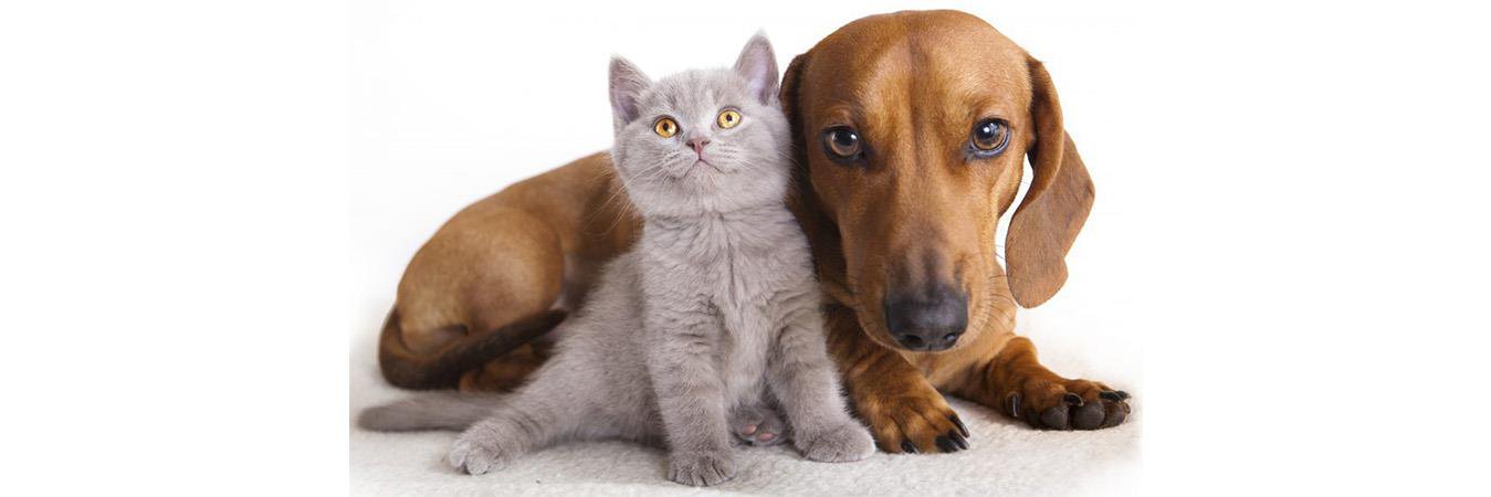 Paws2Heaven's profile banner image