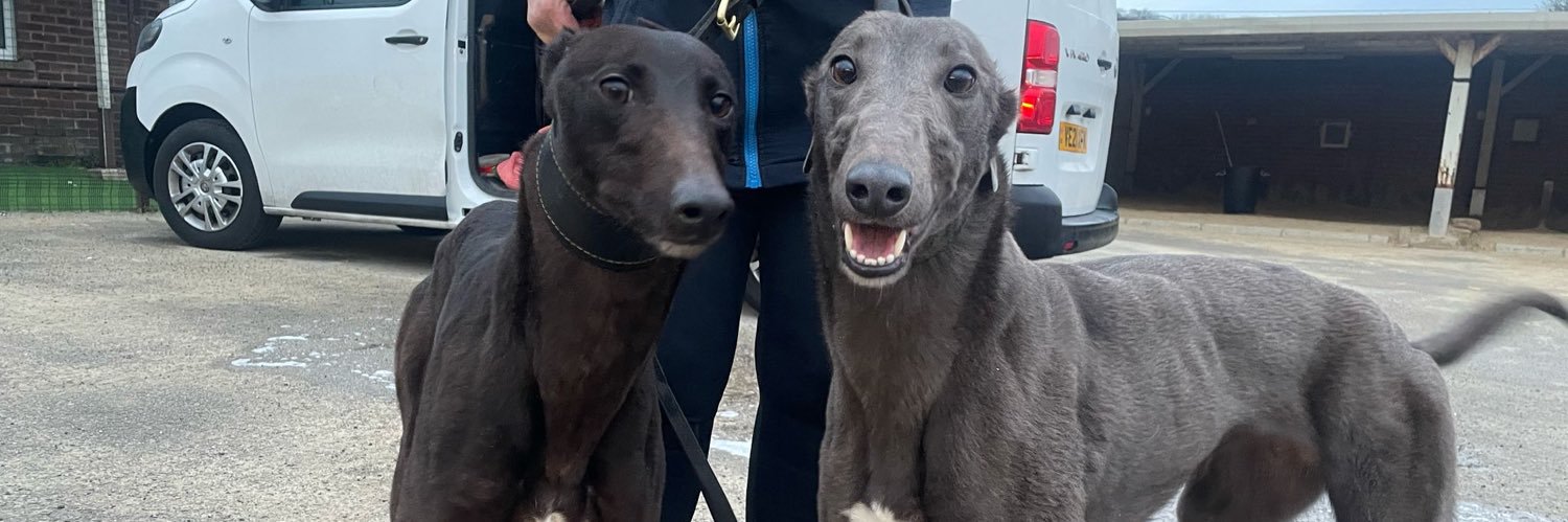 Grace Cawthorn-Wilson (WilsonGreyhound) banner