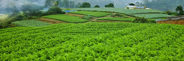Nhu Hoa banner
