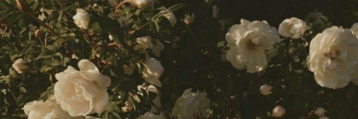 mp_mook_mp's profile banner image