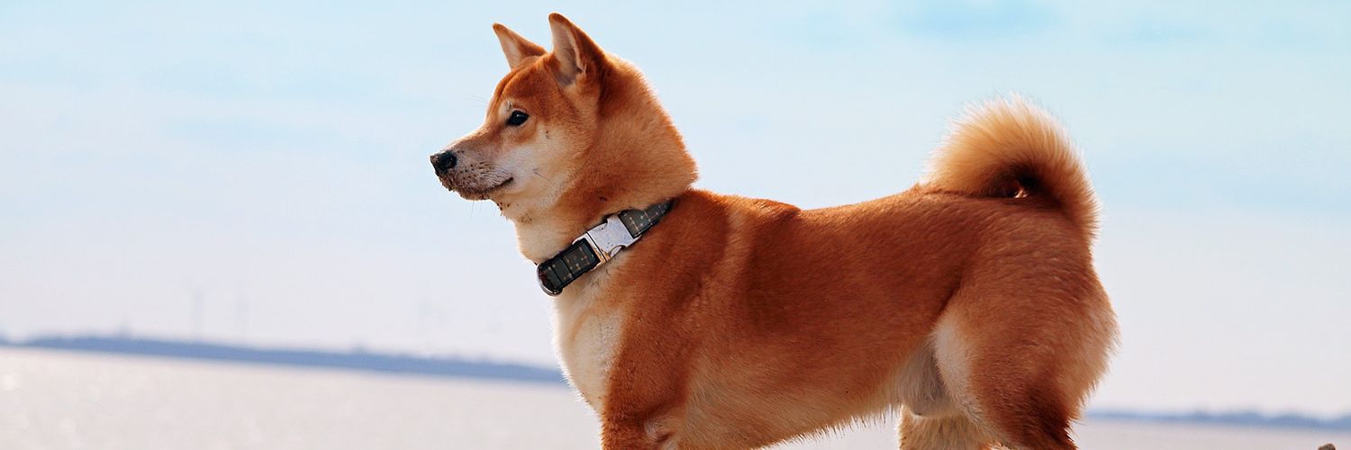 EnfinityCrypto banner