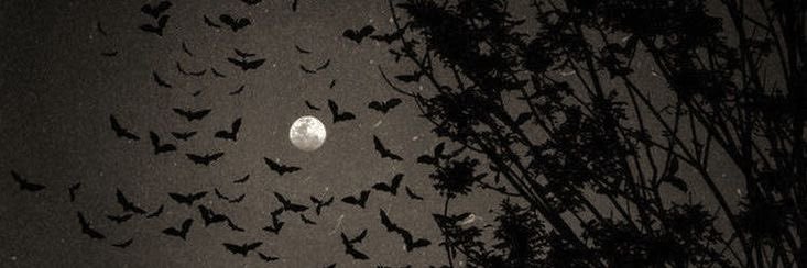 liz ✮⋆˙ banner