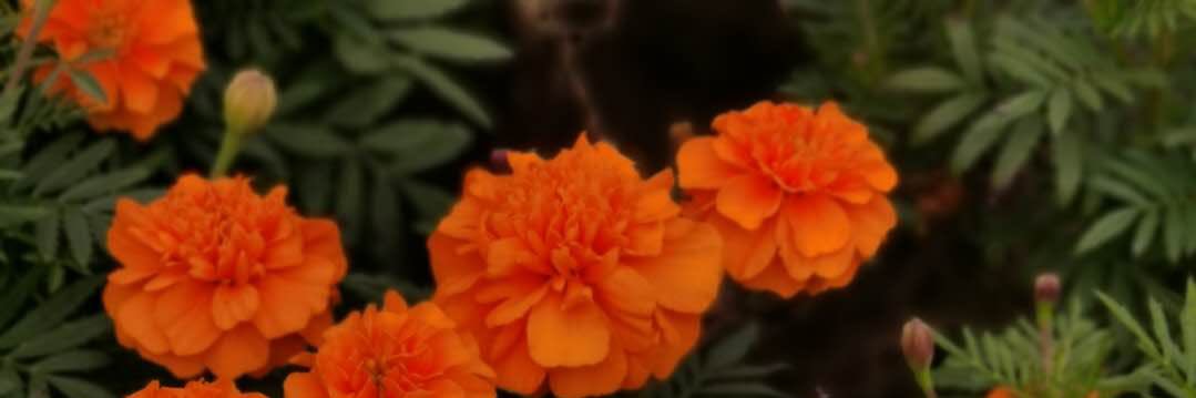 veryniceinautumn banner