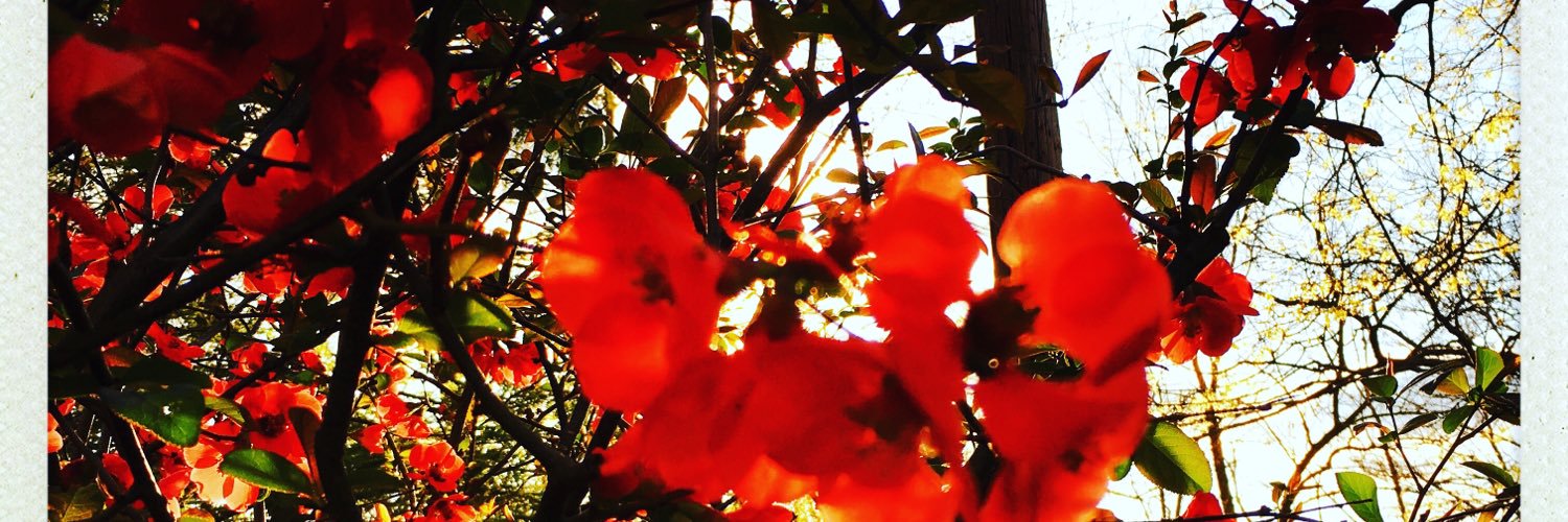 CathyColliver's profile banner image