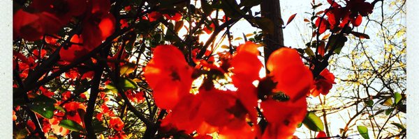 CathyColliver Profile Banner