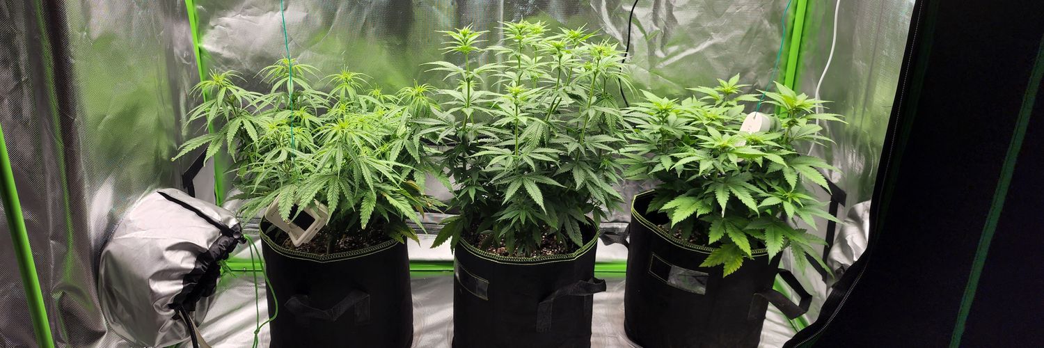 growdaddydotcom banner