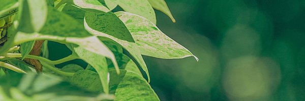 Peace_Sounds_ Profile Banner