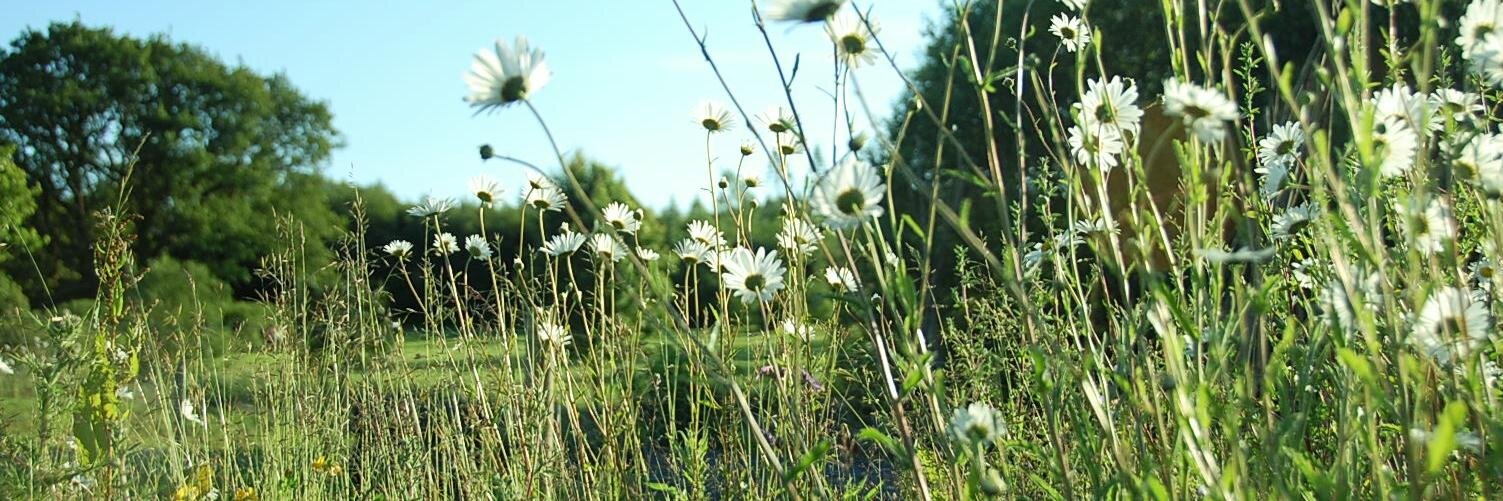 sianer76's profile banner image