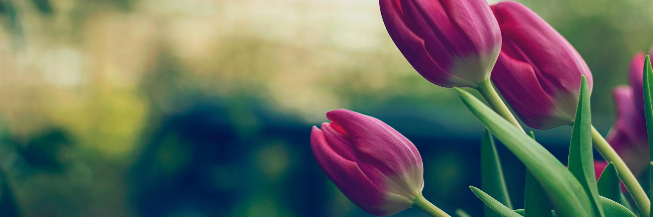 flowersca's profile banner image