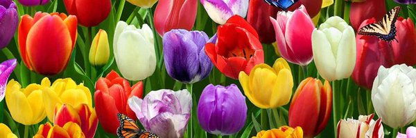 jfinnell86 Profile Banner