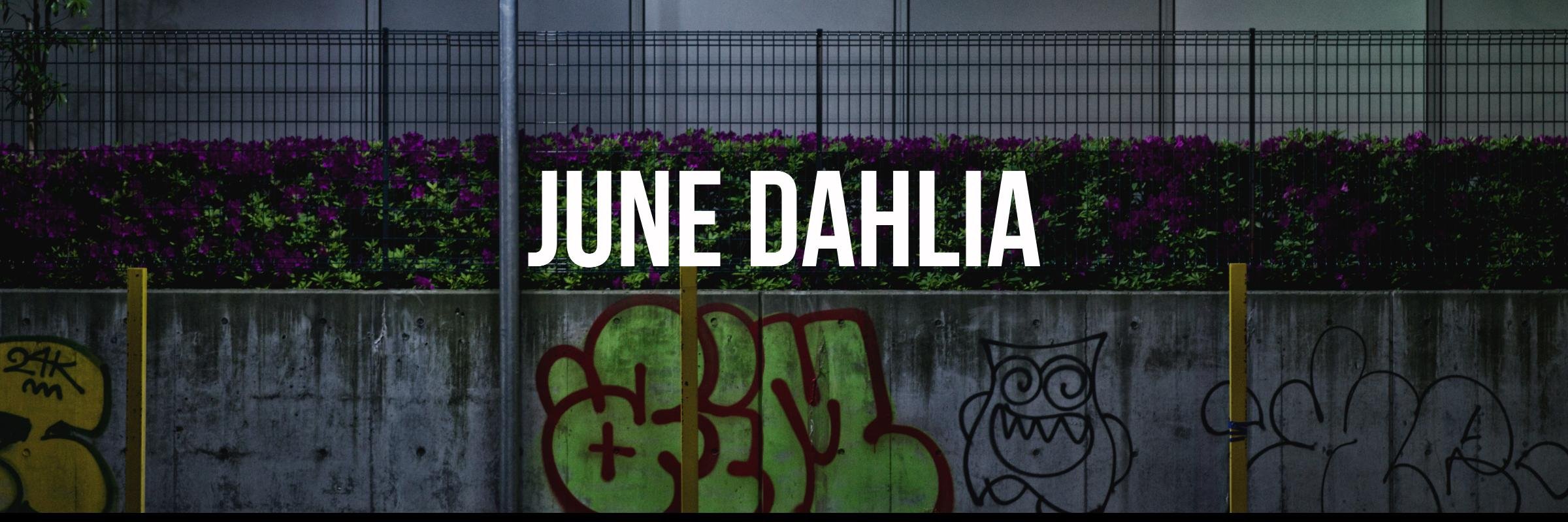 junedahlia's profile banner image