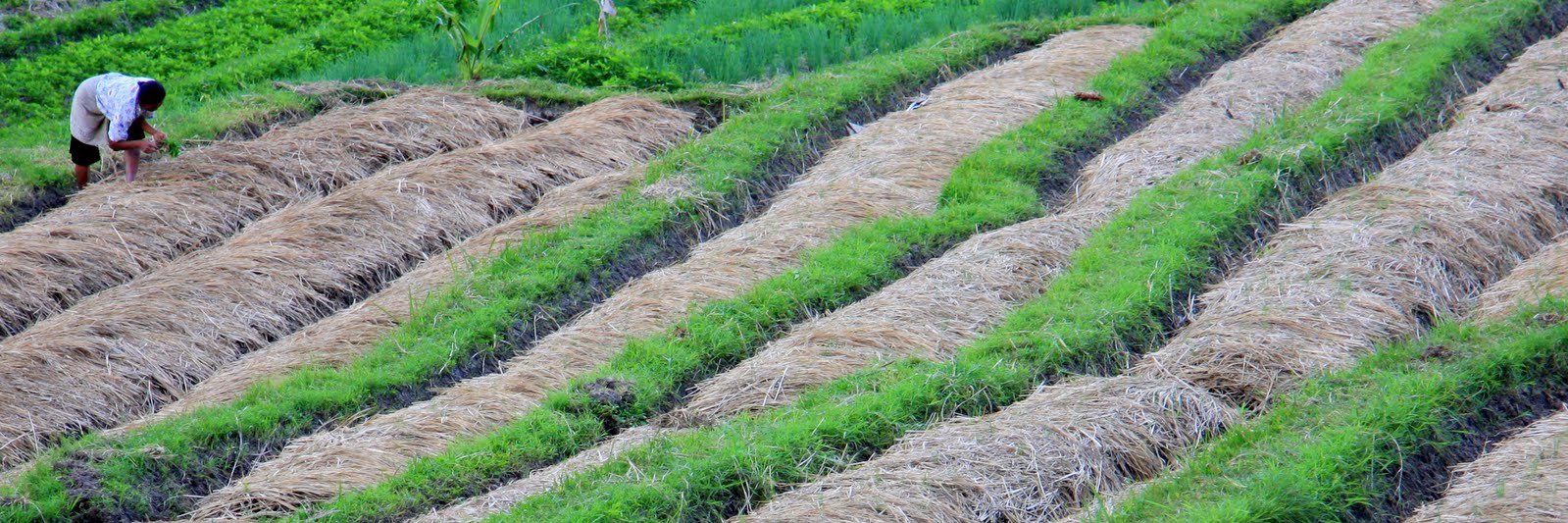 IFPRI Research banner