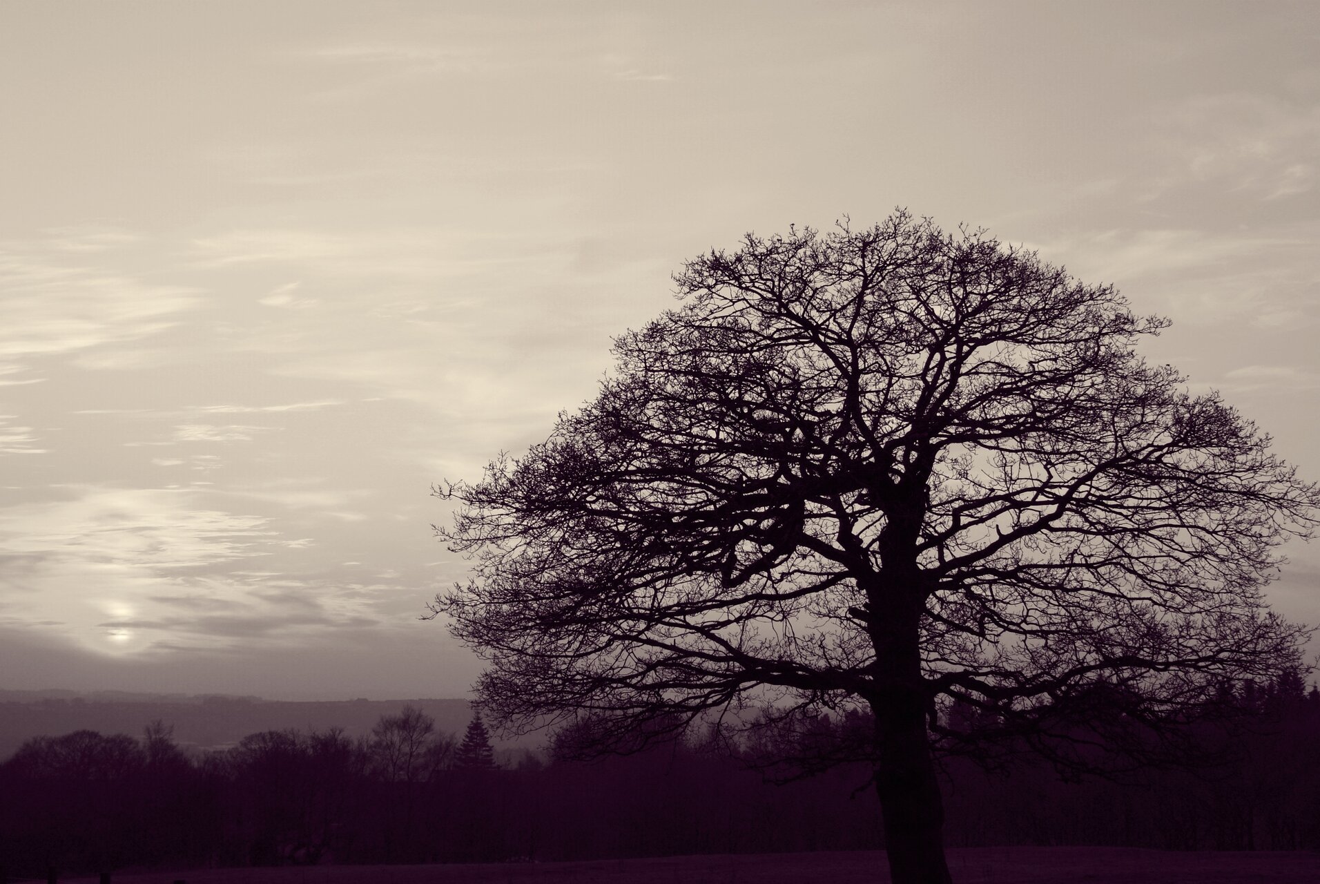 FeltisSarah's profile banner image